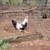 Gamefowl 1 thumbnail