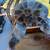 Rustic bird feeder with Petoskey Stones 3 thumbnail