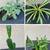 Succulents, cacti, other plants 1 thumbnail