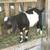 Mini Nubian Bucklings 3 thumbnail
