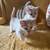 Sweet kittens 6 thumbnail