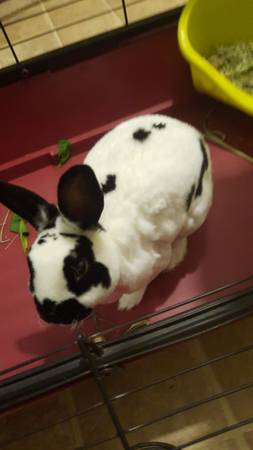 Free mini rex rabbit 1