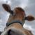Jersey steer 1 thumbnail
