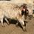 Mini Cattle 8 thumbnail