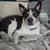 Free pit bull/ blue heeler mix 1 thumbnail