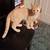 Jasper an orange tabby 2 thumbnail