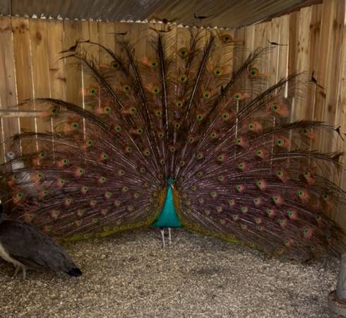 Peachicks 1
