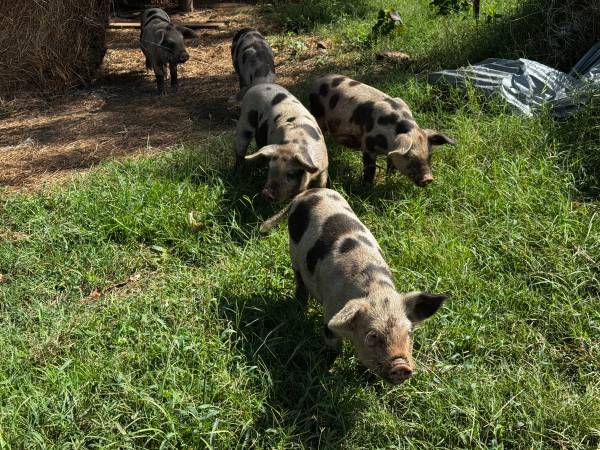 Feeder pigs 1