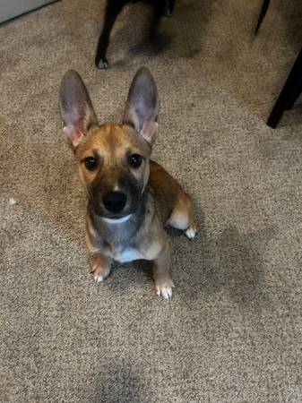 Rehoming female puppy no fee (Jonesboro)63881507800065120