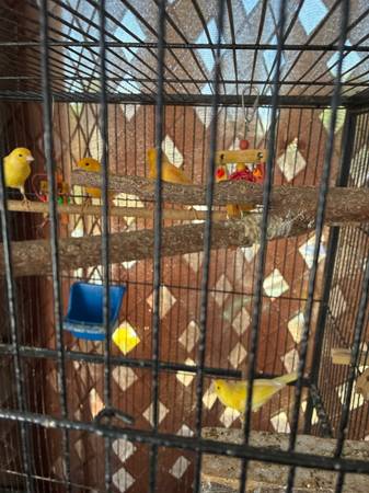 Young canaries 1