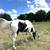 Horse for Sale: Black & White Paint Mare 3 thumbnail