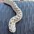 Male Plains Hognose Snake 14 thumbnail