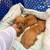 Dachshund boy 6 thumbnail