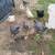 Chicks 1 thumbnail