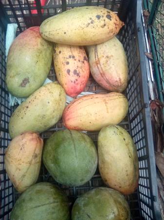 Florida Mangos 1