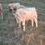 Charlois bull 5 thumbnail