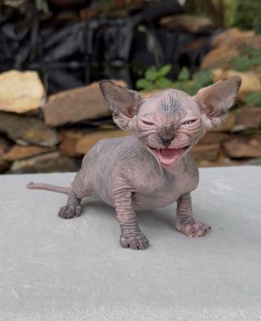 Sphynx Kittens (Ashland)63483241994371123