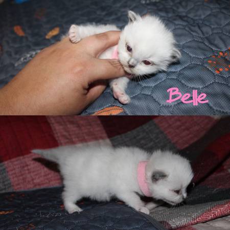 Ragdolls 1