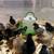 Chicks 5 thumbnail