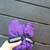 Purple, waterproof, 3M Thinsulate gloves 1 thumbnail