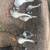 Geese 1 thumbnail