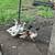 Welsh Harlequin purebred laying ducks 2 thumbnail