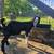 Male goat 3 thumbnail