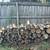 Firewood -Self pick-up 2 thumbnail