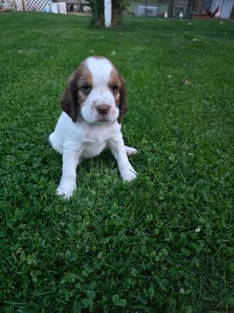 Springer Spaniel Puppies (North Bend)63862434868739122