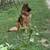 German Shepherds 2 thumbnail