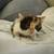 Persian Ragmuffin mix kitten Female 15 thumbnail