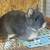 Netherland dwarf rabbit 1 thumbnail