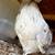 Blue Splash Polish Bantam chicks and backyard mix chicks 4 thumbnail