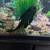 pleco/ fish 1 thumbnail