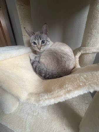 MALE KITTENS/CATS 1