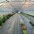 High tunnel Green house thermostatically controlled curtains 1 thumbnail