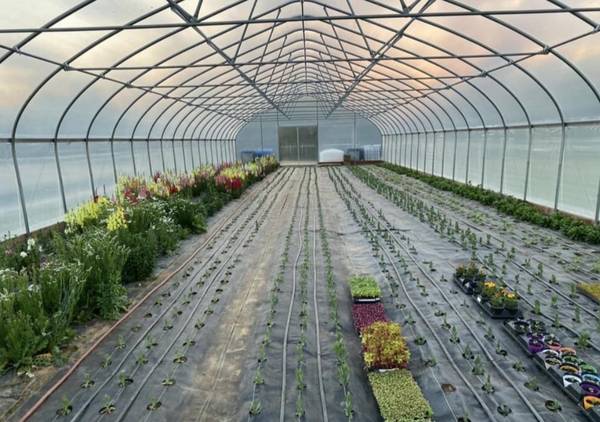 High tunnel Green house thermostatically controlled curtains 1