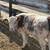 Breeding heifers 2 thumbnail