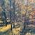 10 Wooded Acres Near Wisconsin Dells 8 thumbnail