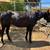 Black Stallion APHA 13 thumbnail