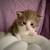 British shorthair 1 thumbnail