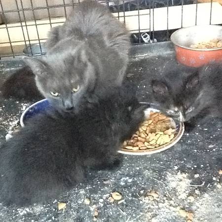 kittens 1