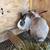 Dutch rabbit 1 thumbnail