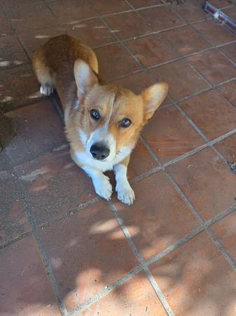 Male Corgi 1