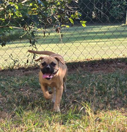 American bulldog female (Clanton, AL)63736078874625121