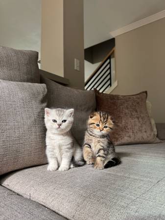 kittens looking for new home (Walnut Creek)64291704073731122