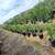 Sour Orange Trees Privacy Hedge 5 Gal, 15 Gal, 25 Gal 7 thumbnail