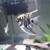 Tropical Angelfish Breeding Pairs 8 thumbnail