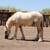 Palomino Gypsy Vanner 3 thumbnail