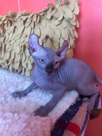 Kitten for adoption554752041729413126